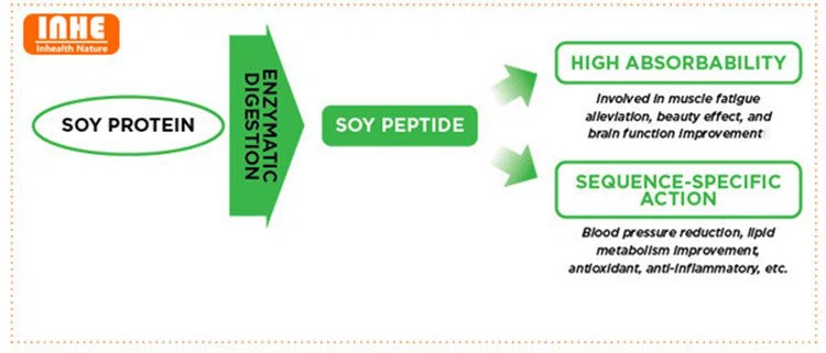 product-750-321 Soy Peptide Bioactivity